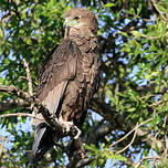 Bateleur des savanes