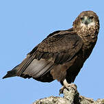 Bateleur des savanes