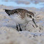 Bécasseau d'Alaska