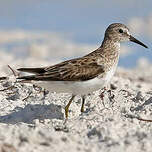 Bécasseau minuscule