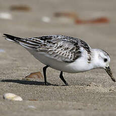 Bécasseau sanderling