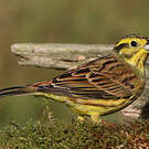 Bruant jaune