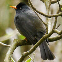 Bulbul de Bourbon