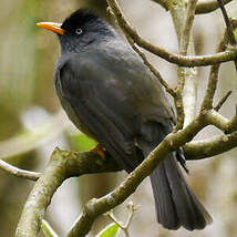 Bulbul de Bourbon
