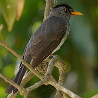 Bulbul de Madagascar