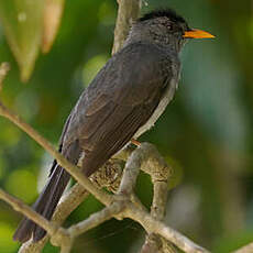 Bulbul de Madagascar