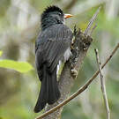 Bulbul de Madagascar