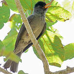 Bulbul de Madagascar