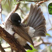 Bulbul des jardins