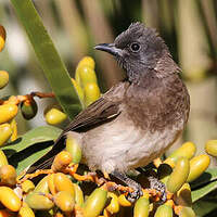 Bulbul des jardins