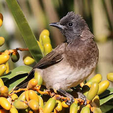 Bulbul des jardins