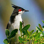 Bulbul orphée