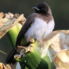 Bulbul tricolore