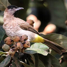 Bulbul tricolore
