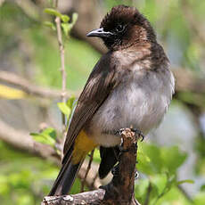 Bulbul tricolore