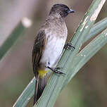 Bulbul tricolore