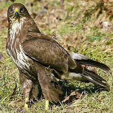 Buse variable