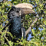 Calao à joues argent