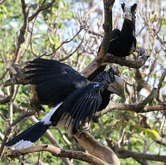 Calao à joues argent