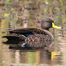 Canard à bec jaune