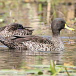 Canard à bec jaune