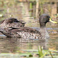 Canard à bec jaune