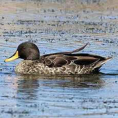 Canard à bec jaune