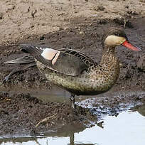 Canard à bec rouge