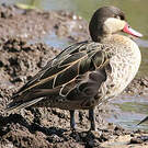 Canard à bec rouge