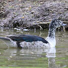 Canard à bosse