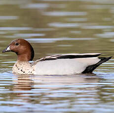 Canard à crinière