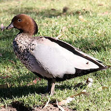 Canard à crinière