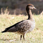 Canard à crinière