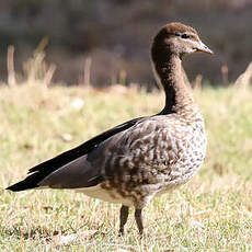 Canard à crinière