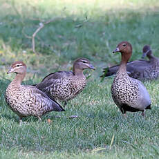 Canard à crinière