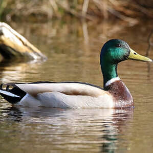 Canard colvert