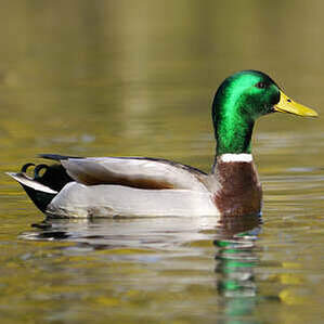 Canard colvert