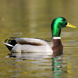 Canard colvert