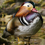 Canard mandarin