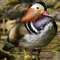 Canard mandarin