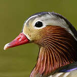 Canard mandarin