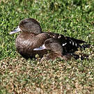 Canard noirâtre