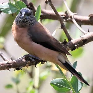 Capucin à tête grise