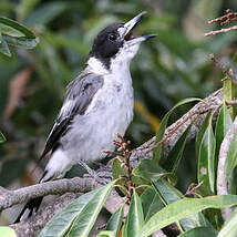 Cassican à collier