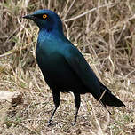 Choucador à oreillons bleus