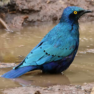 Choucador à oreillons bleus