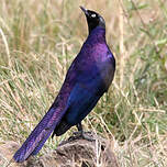 Choucador de Rüppell