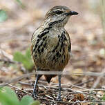 Cichladuse tachetée