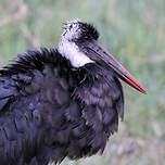 Cigogne à pattes noires