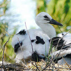 Cigogne blanche